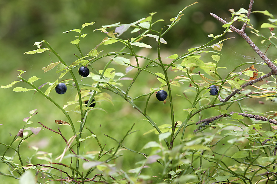 Image of Vaccinium myrtillus specimen.