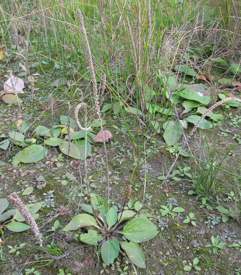 Изображение особи Plantago uliginosa.