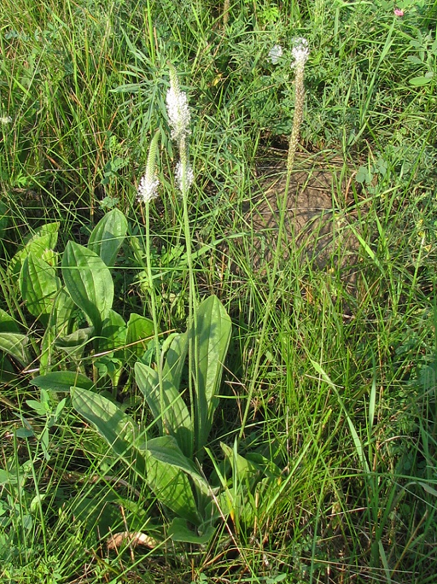 Image of Plantago urvillei specimen.