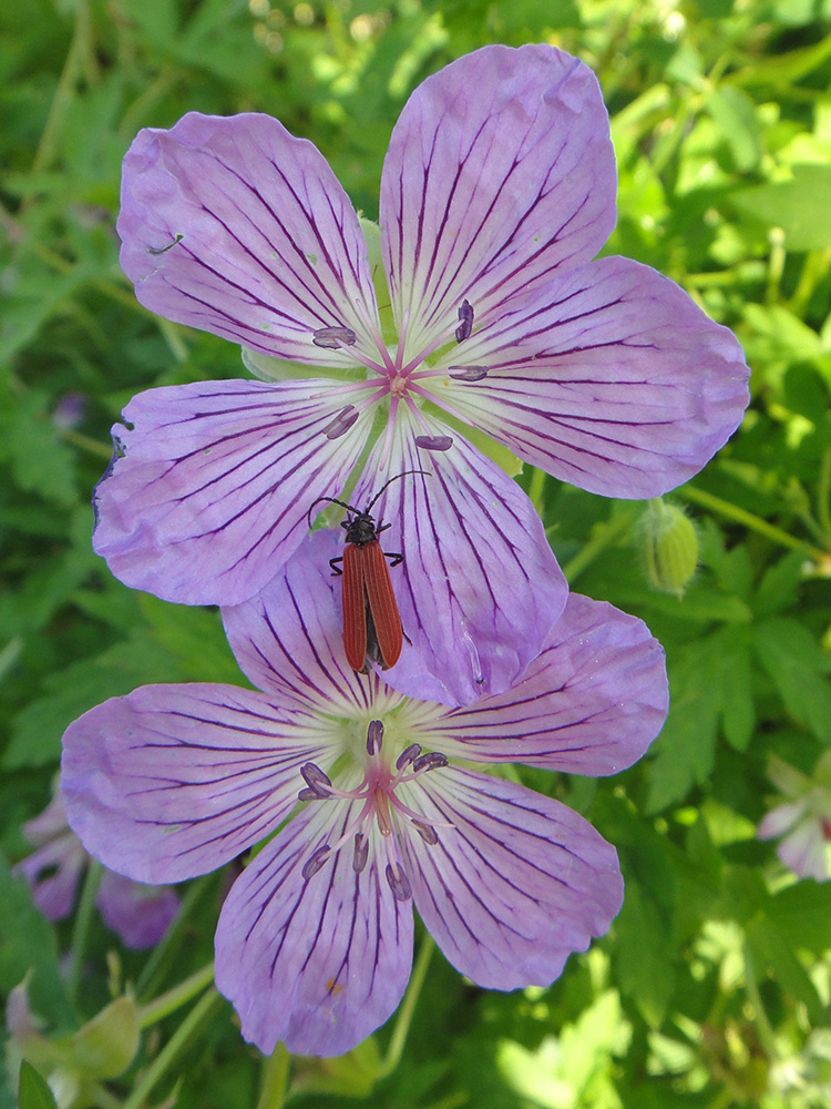 Изображение особи Geranium wlassovianum.