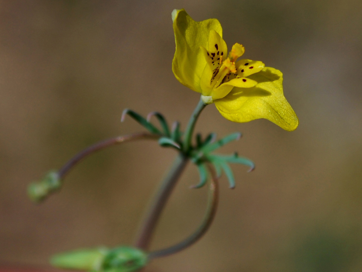 Image of Hypecoum parviflorum specimen.