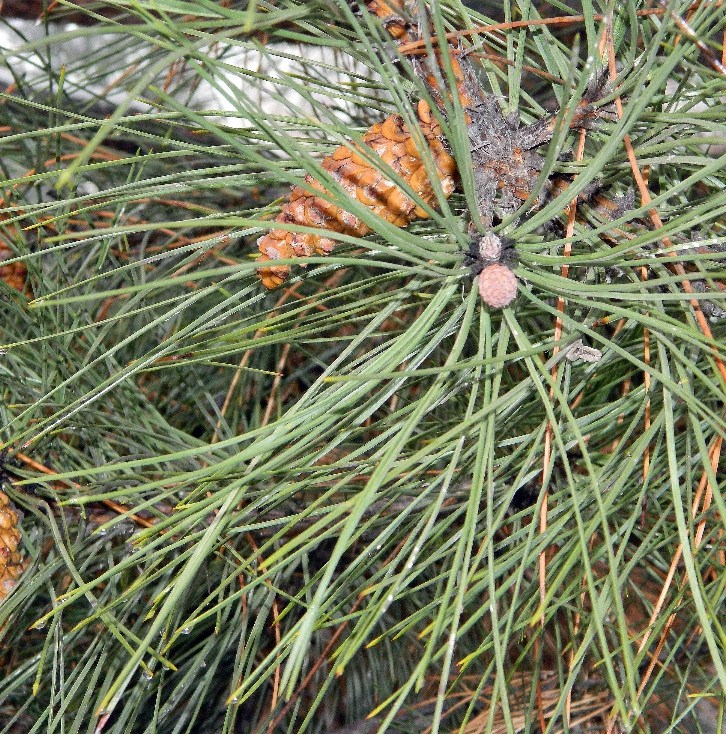 Image of genus Pinus specimen.