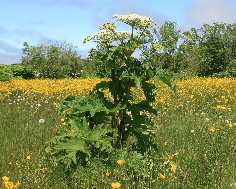 Image of genus Heracleum specimen.