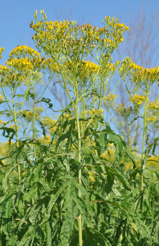 Image of Senecio cannabifolius specimen.