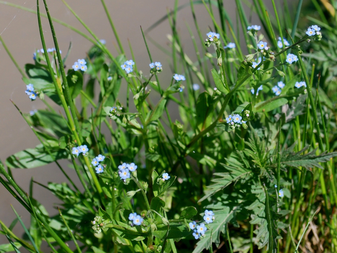 Image of Myosotis cespitosa specimen.