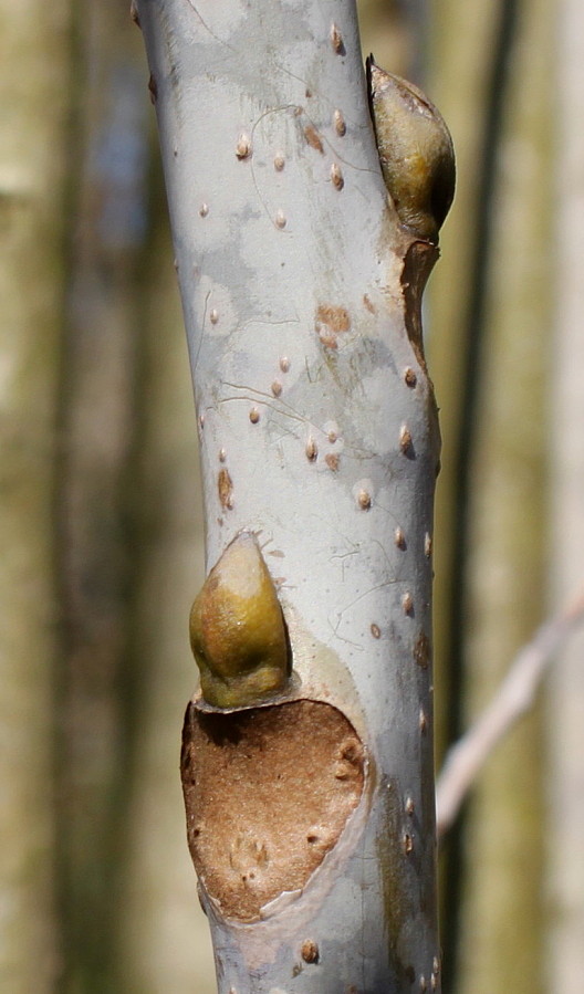 Image of Decaisnea insignis specimen.