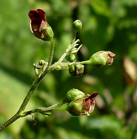 Изображение особи Scrophularia nodosa.