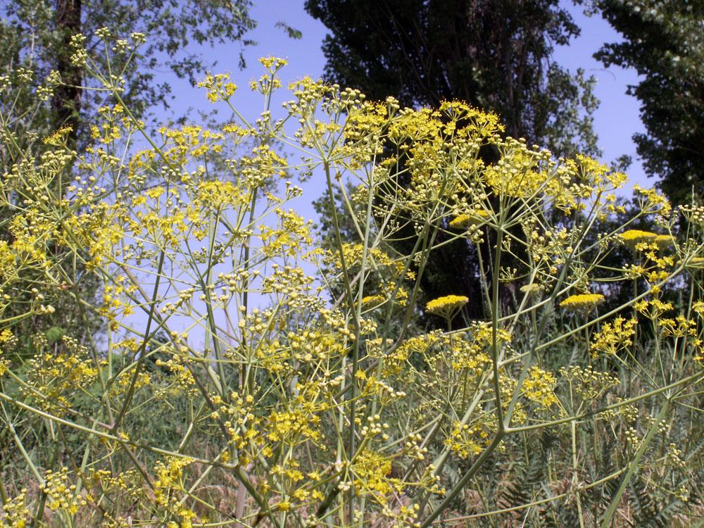 Изображение особи Ferula tschuiliensis.