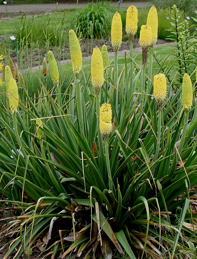 Изображение особи Kniphofia uvaria.