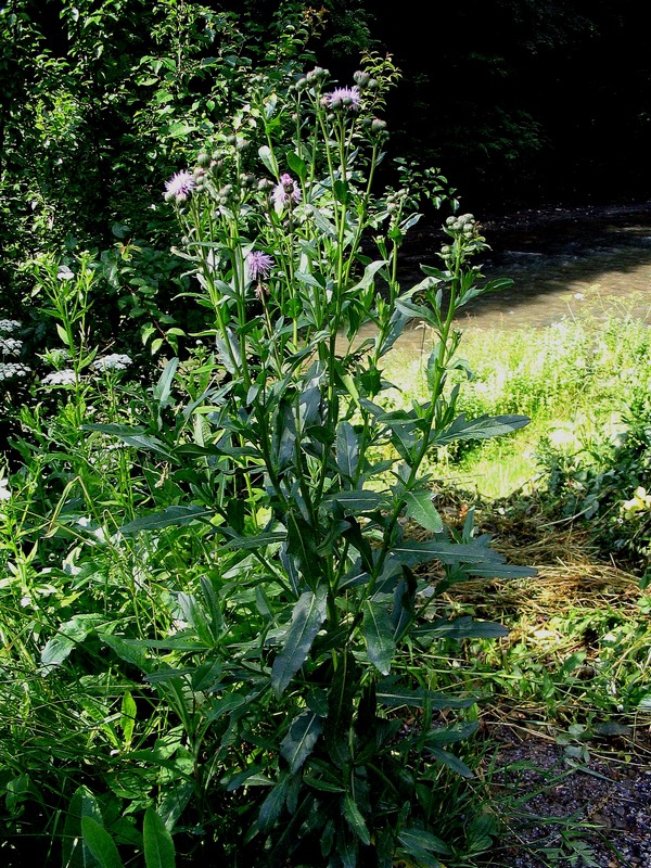 Image of Cirsium setosum specimen.