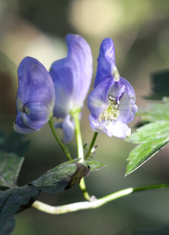 Image of Aconitum stoloniferum specimen.