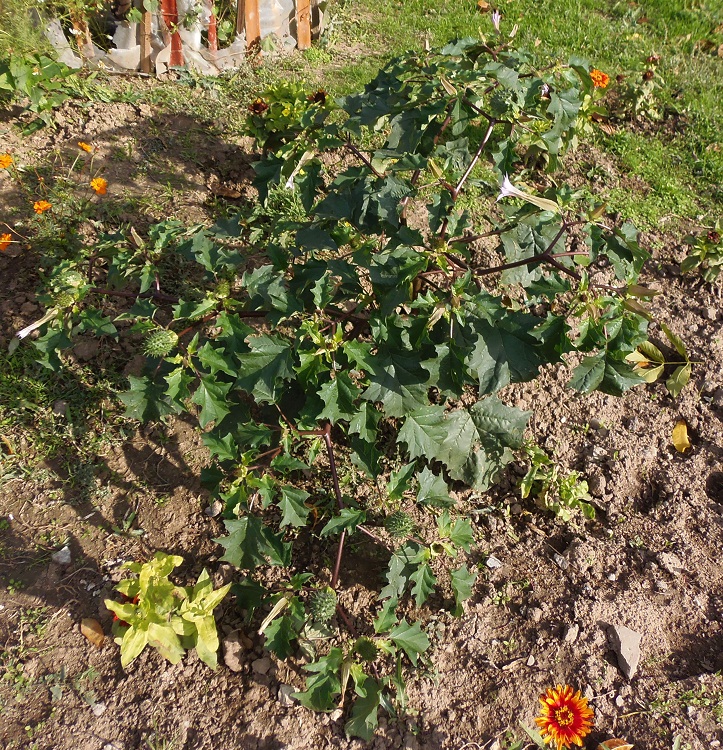 Image of Datura stramonium var. tatula specimen.