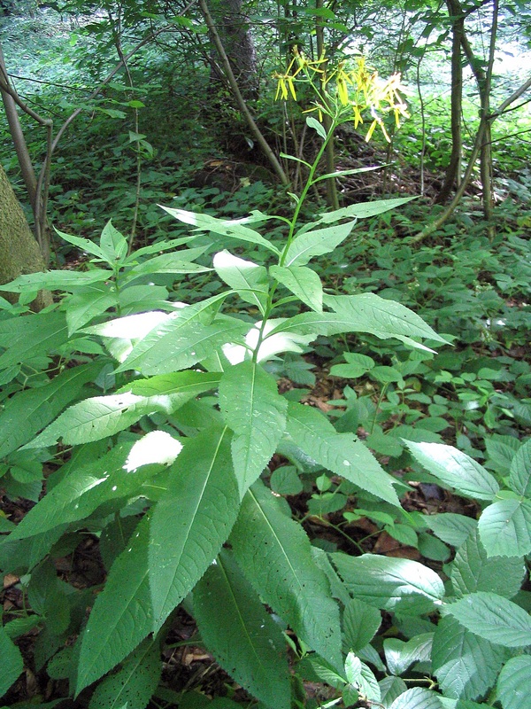 Image of Senecio ovatus specimen.