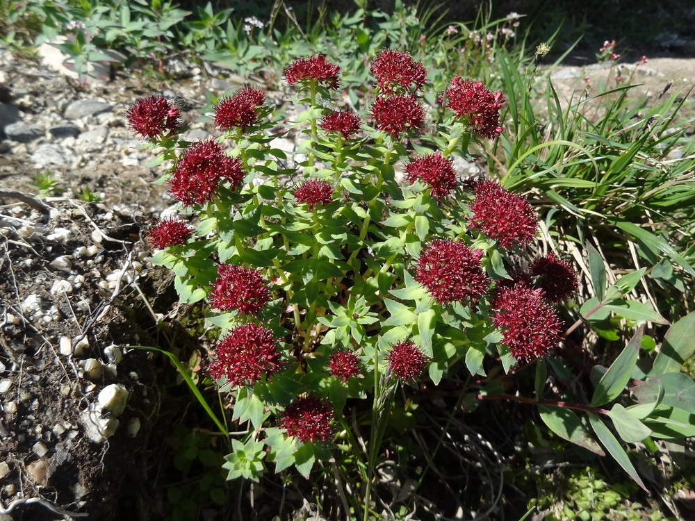 Image of Rhodiola integrifolia specimen.