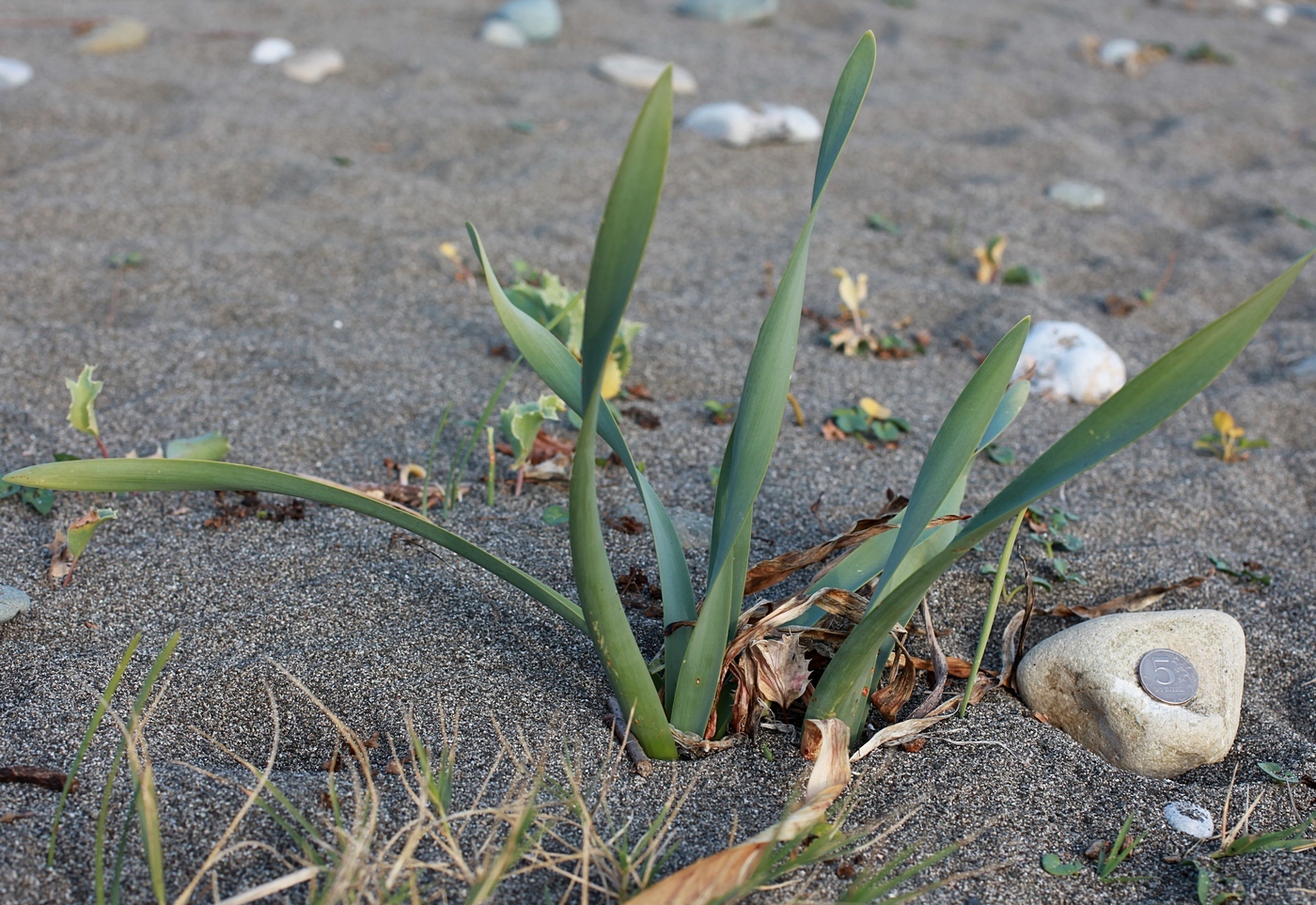 Изображение особи Pancratium maritimum.