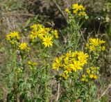 Senecio erucifolius. Верхушка цветущего растения. Иркутская обл., Иркутский р-н, окр. с. Пивовариха, луг. 23.07.2013.