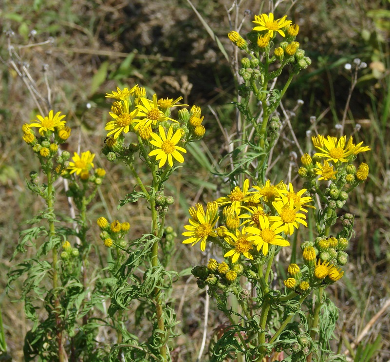 Image of Senecio erucifolius specimen.