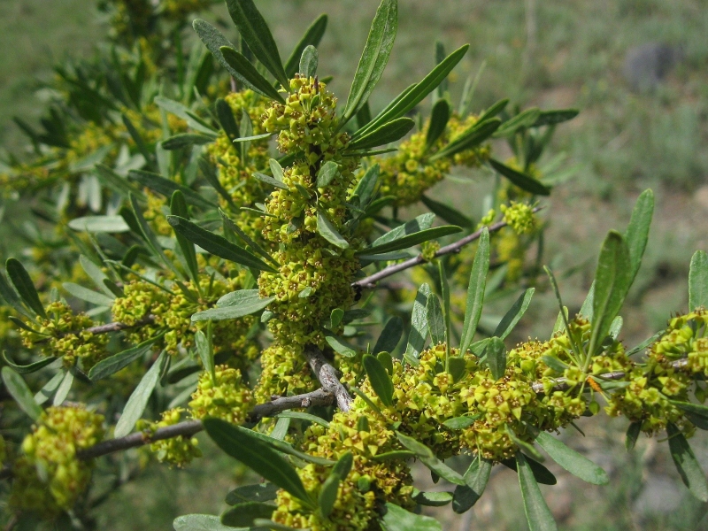 Image of Rhamnus erythroxyloides specimen.