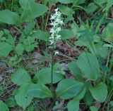 Platanthera bifolia. Цветущее растение. Иркутская обл., окр. залива Иркутского вдхр., лес. 08.07.2013.