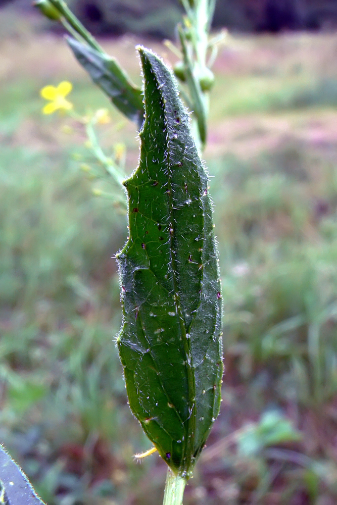 Image of Bunias orientalis specimen.