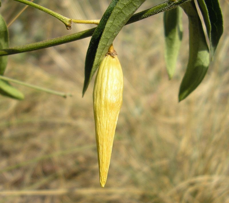 Image of Vincetoxicum hirundinaria specimen.