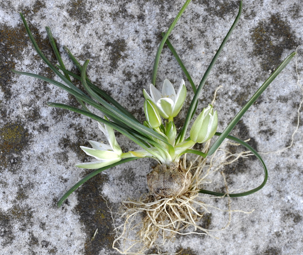 Изображение особи род Ornithogalum.