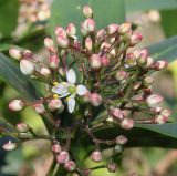 Skimmia reevesiana