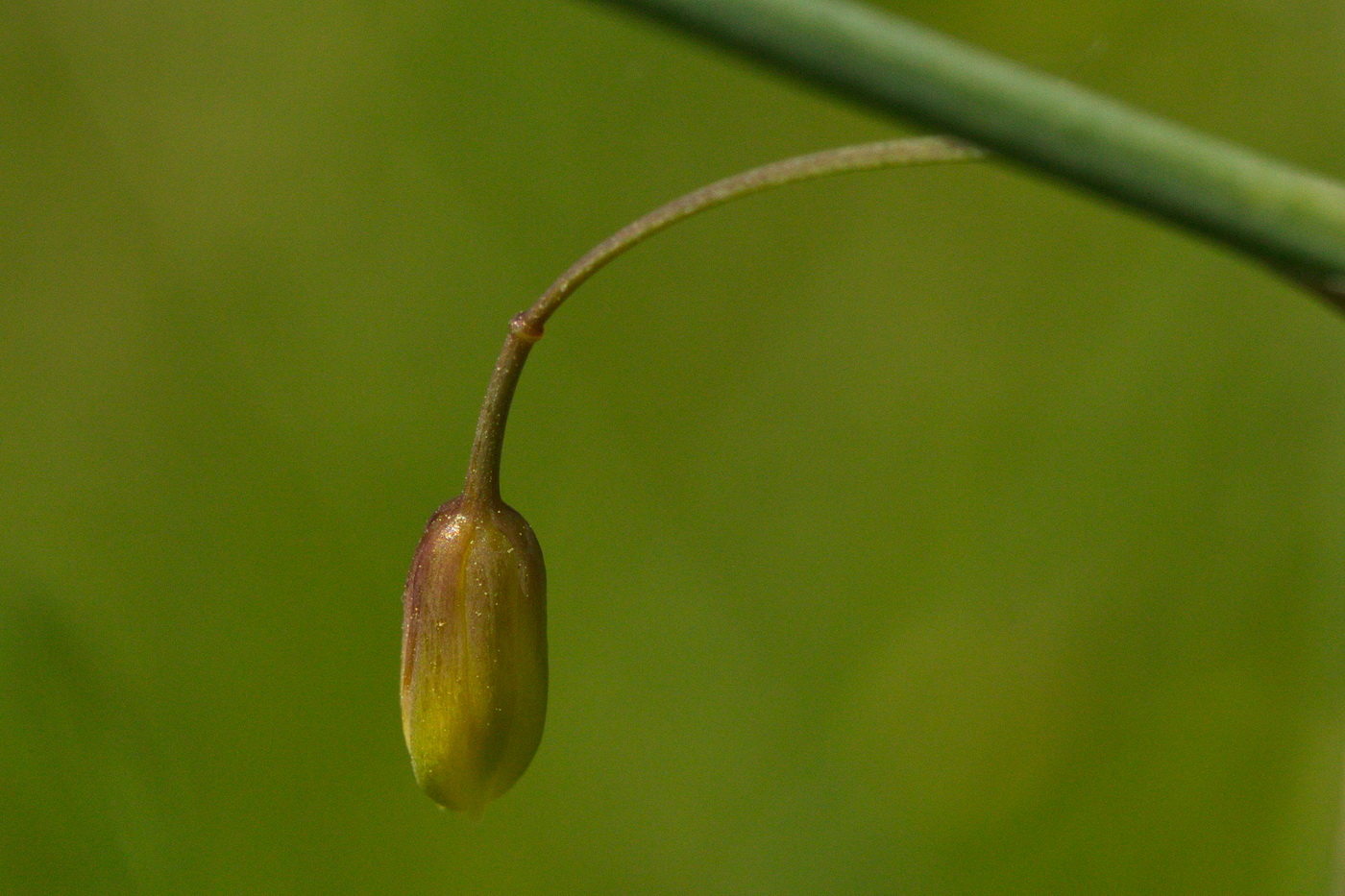 Image of Asparagus officinalis specimen.