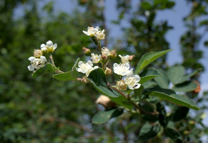 Image of &times; Sorbocotoneaster pozdnjakovii specimen.