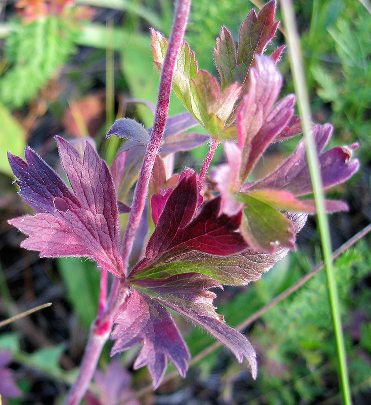 Image of Anemone sylvestris specimen.