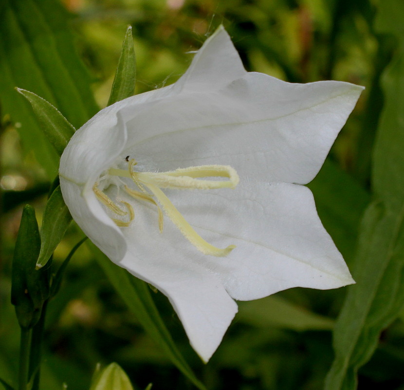 Image of Campanula persicifolia specimen.