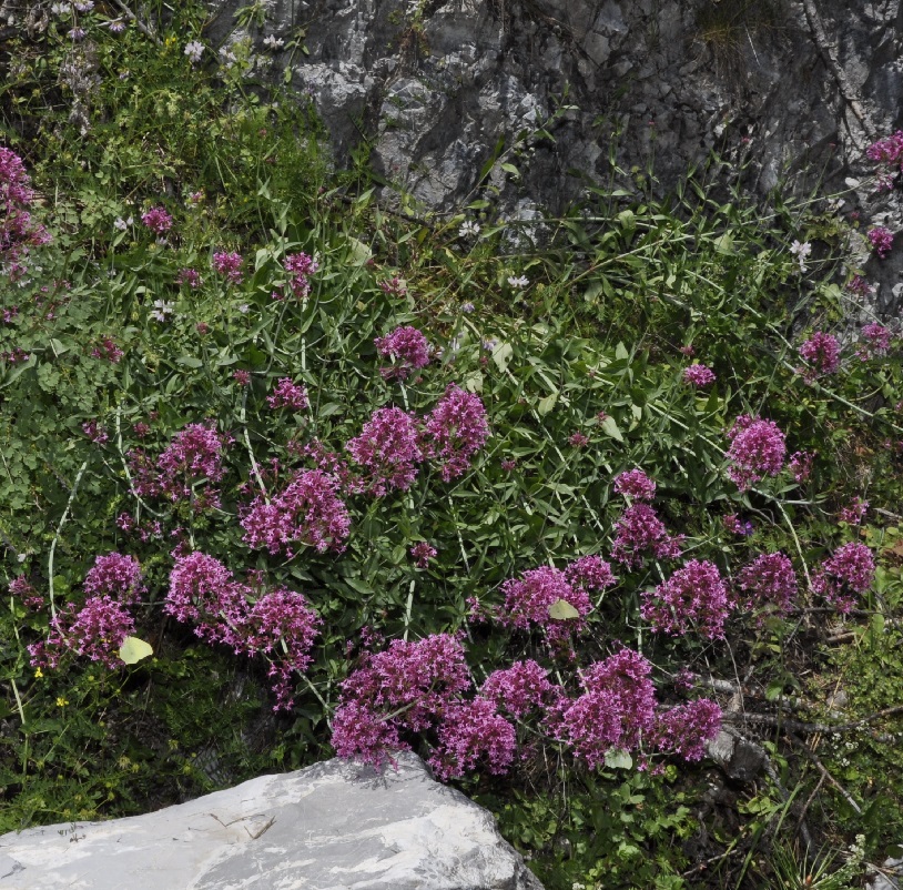 Изображение особи Centranthus ruber.