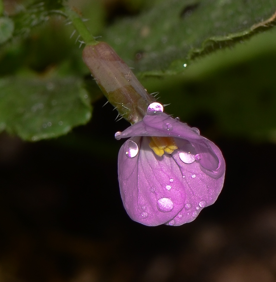 Изображение особи Raphanus rostratus.