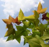 Liquidambar formosana