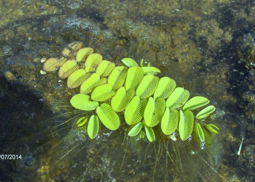 Image of Salvinia natans specimen.