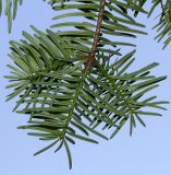 Abies chensiensis. Верхушка веточки с молодыми побегами. Германия, г. Дюссельдорф, Ботанический сад университета. 03.06.2014.