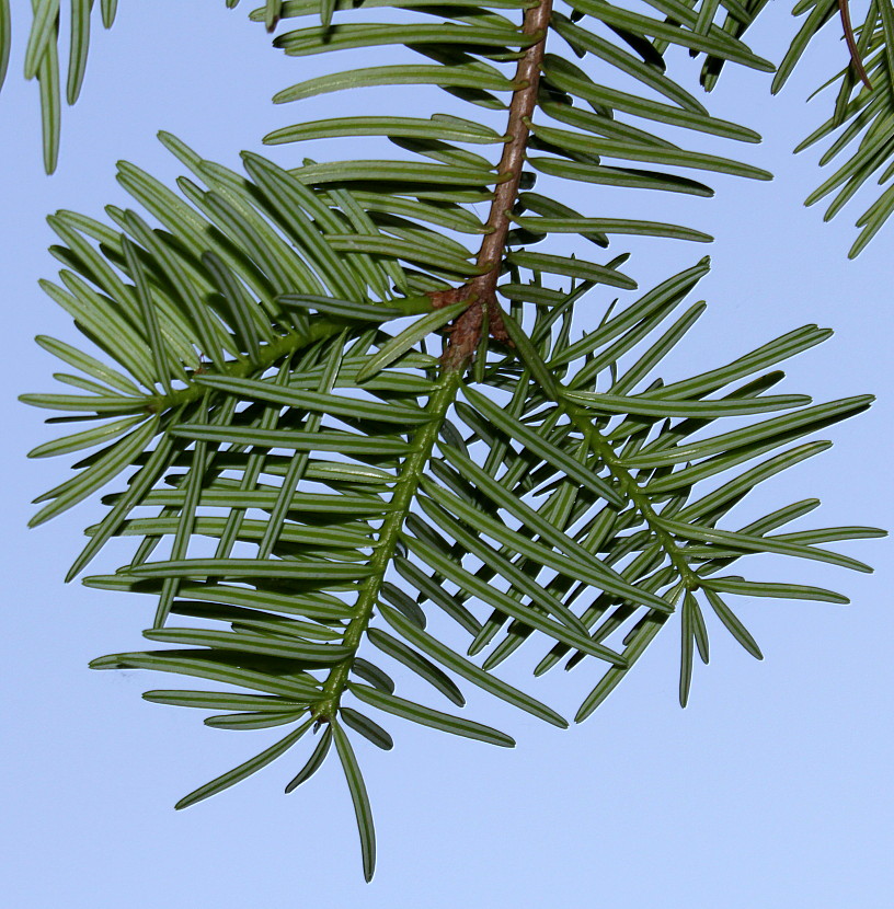 Изображение особи Abies chensiensis.