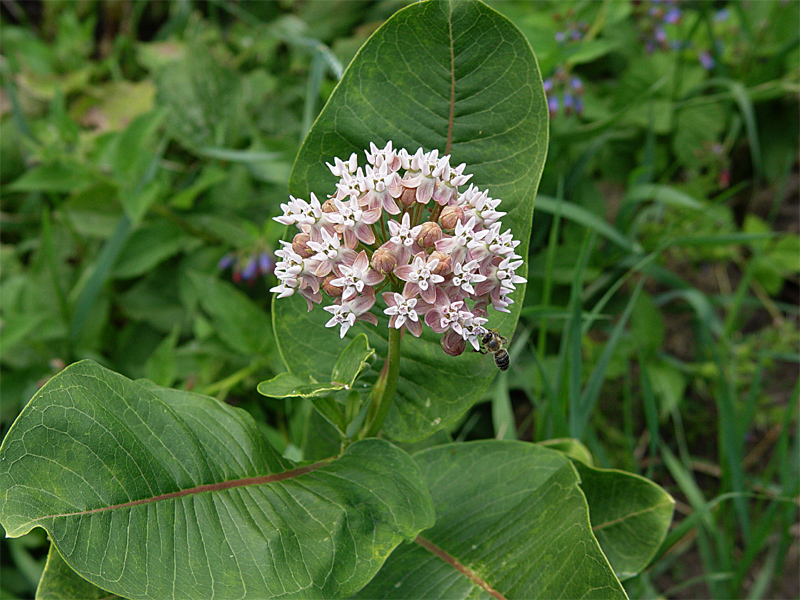 Изображение особи Asclepias syriaca.