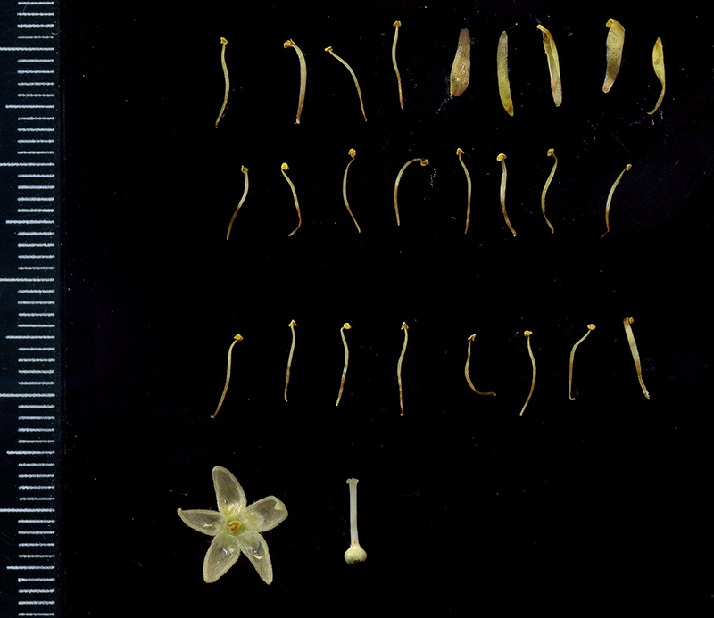 Image of Tilia cordata specimen.