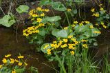 Caltha palustris