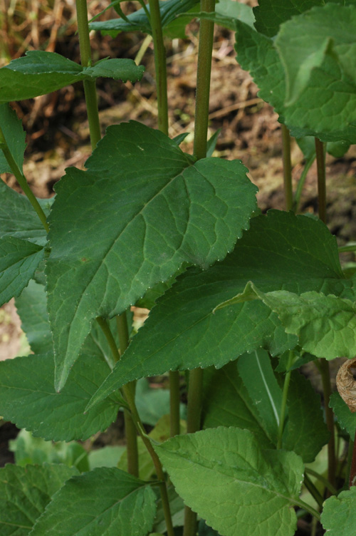 Image of Campanula rapunculoides specimen.