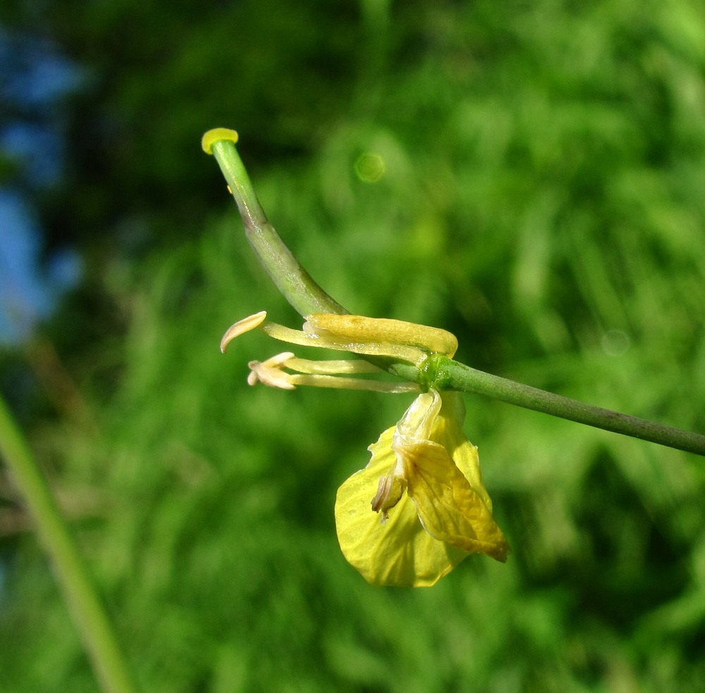 Изображение особи Brassica campestris.