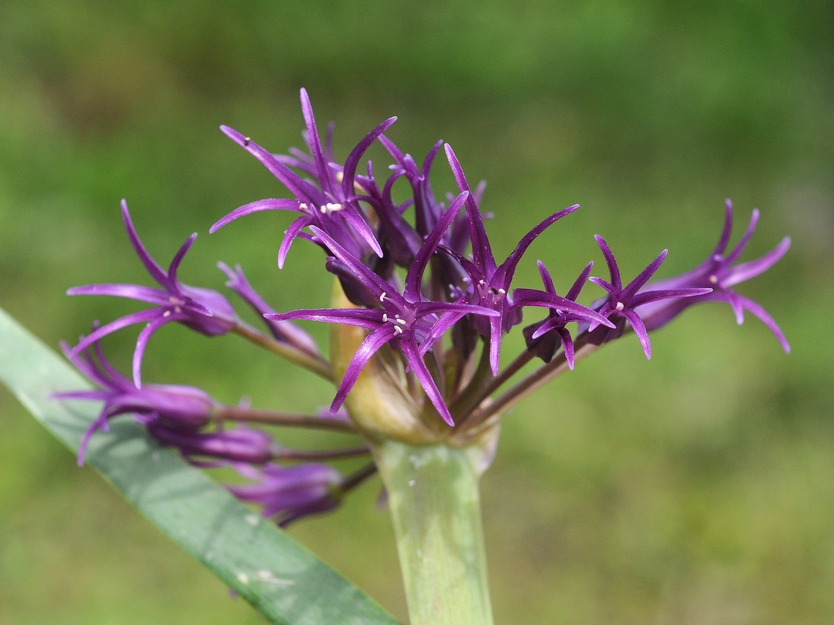 Image of Allium falcifolium specimen.