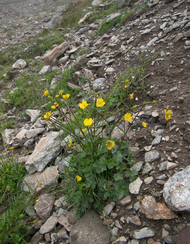 Изображение особи Ranunculus brachylobus.