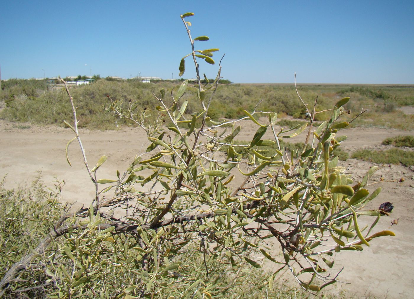 Image of Nitraria schoberi specimen.