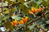 × Chiranthomontodendron lenzii. Ветви с цветами. США, Калифорния, Сан-Франциско, ботанический сад. 28.02.2014.