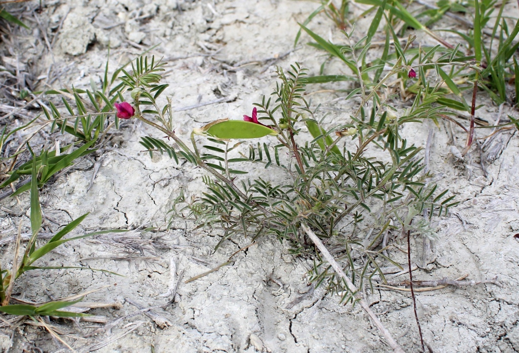 Image of Vicia cinerea specimen.