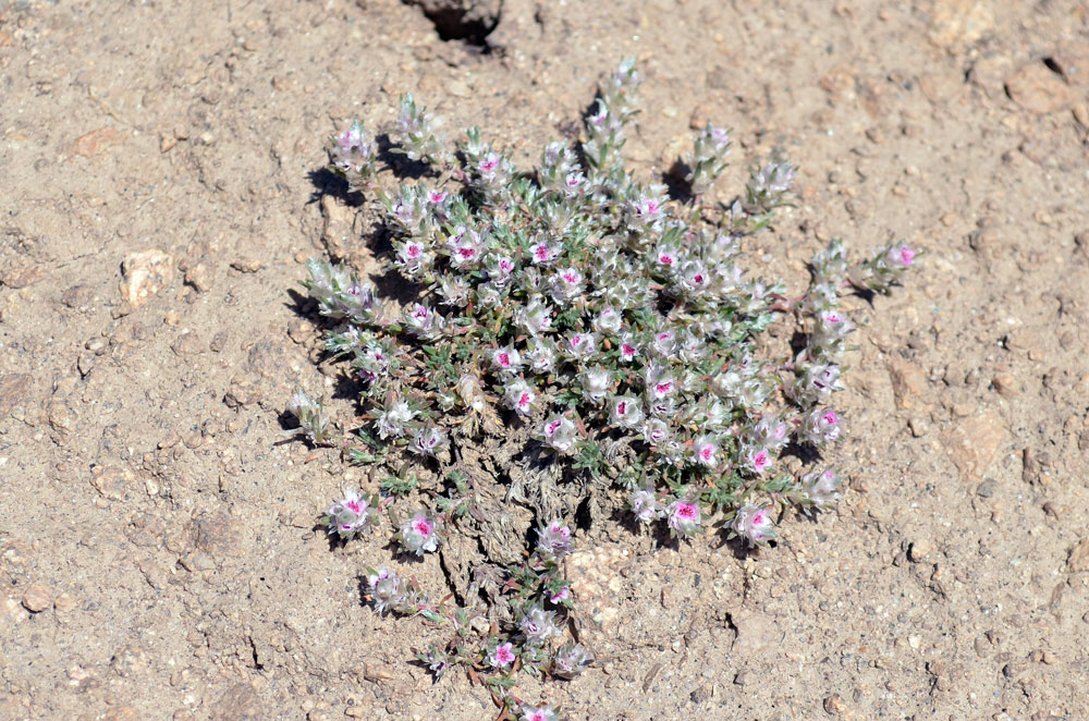 Изображение особи Polygonum mezianum.