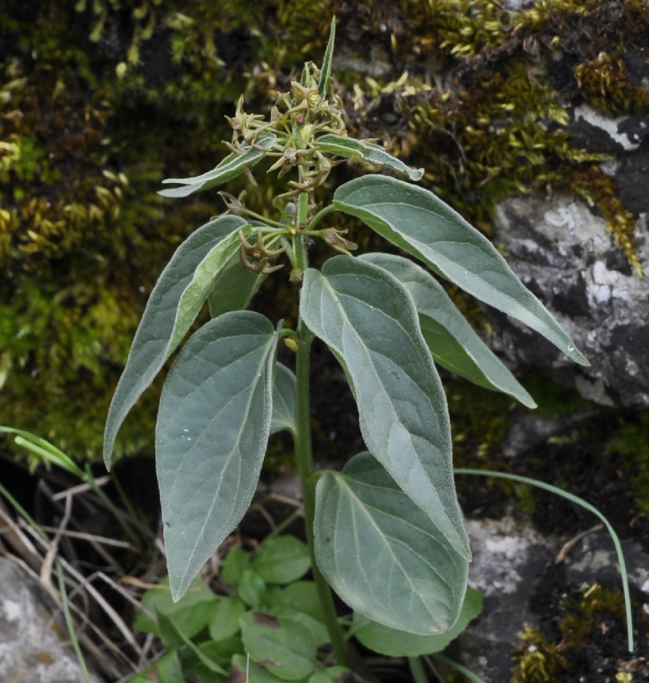 Image of genus Vincetoxicum specimen.