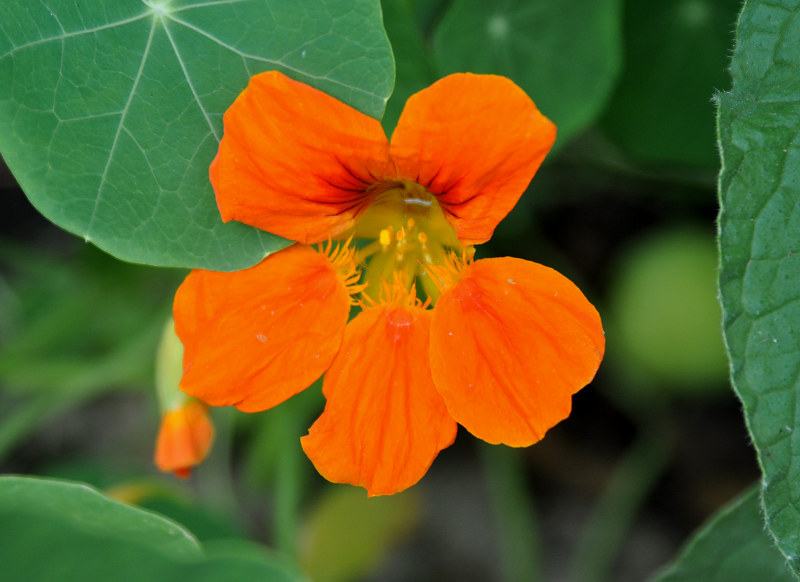 Image of Tropaeolum majus specimen.